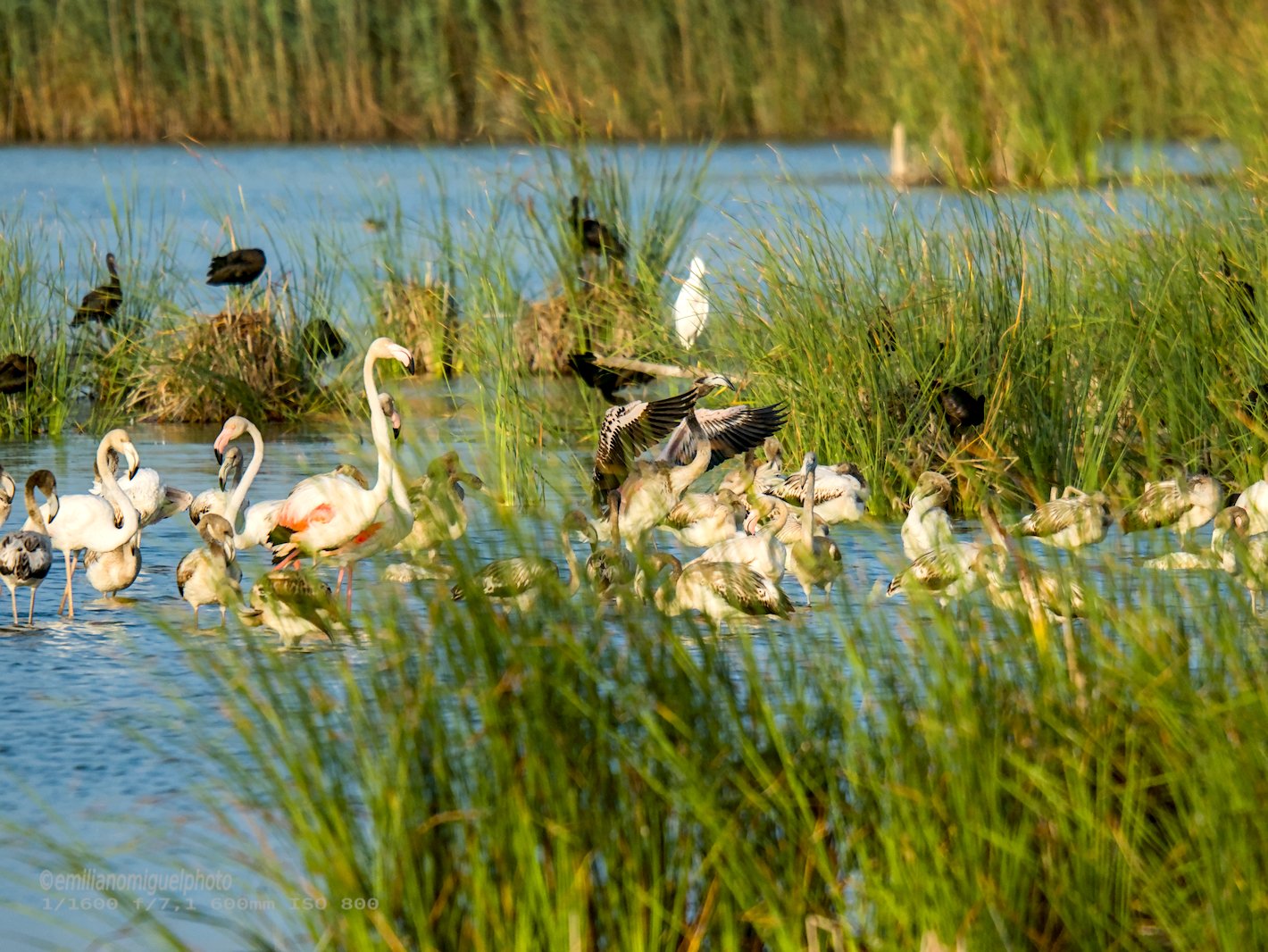 Flamenco comun - Phoenicopterus roseus - Flamenc comu
