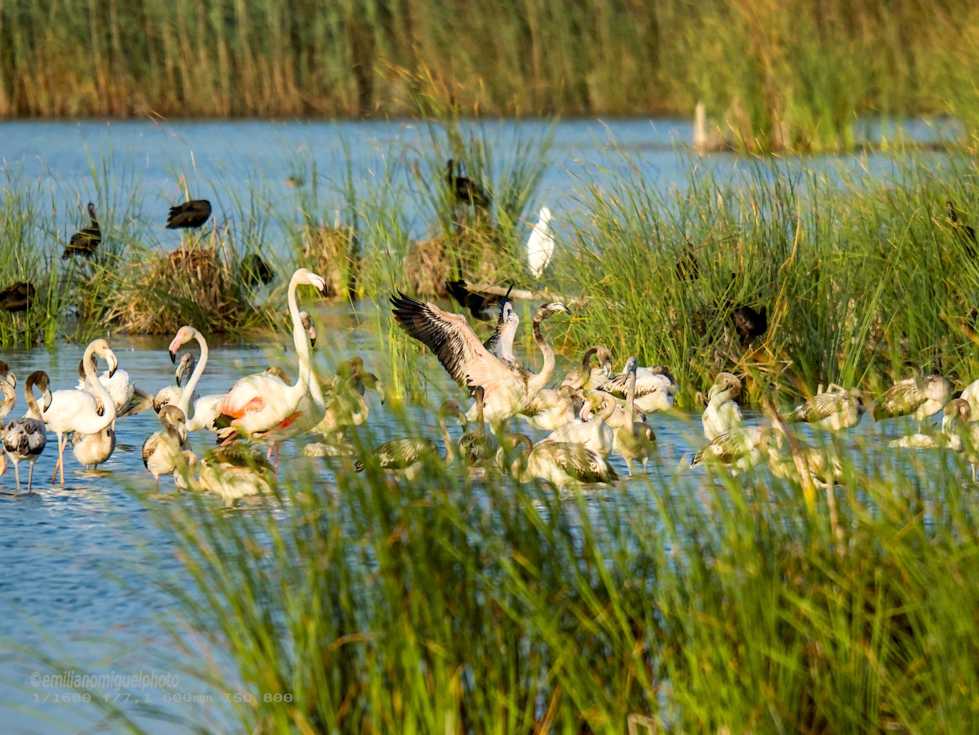 Flamenco comun - Phoenicopterus roseus - Flamenc comu