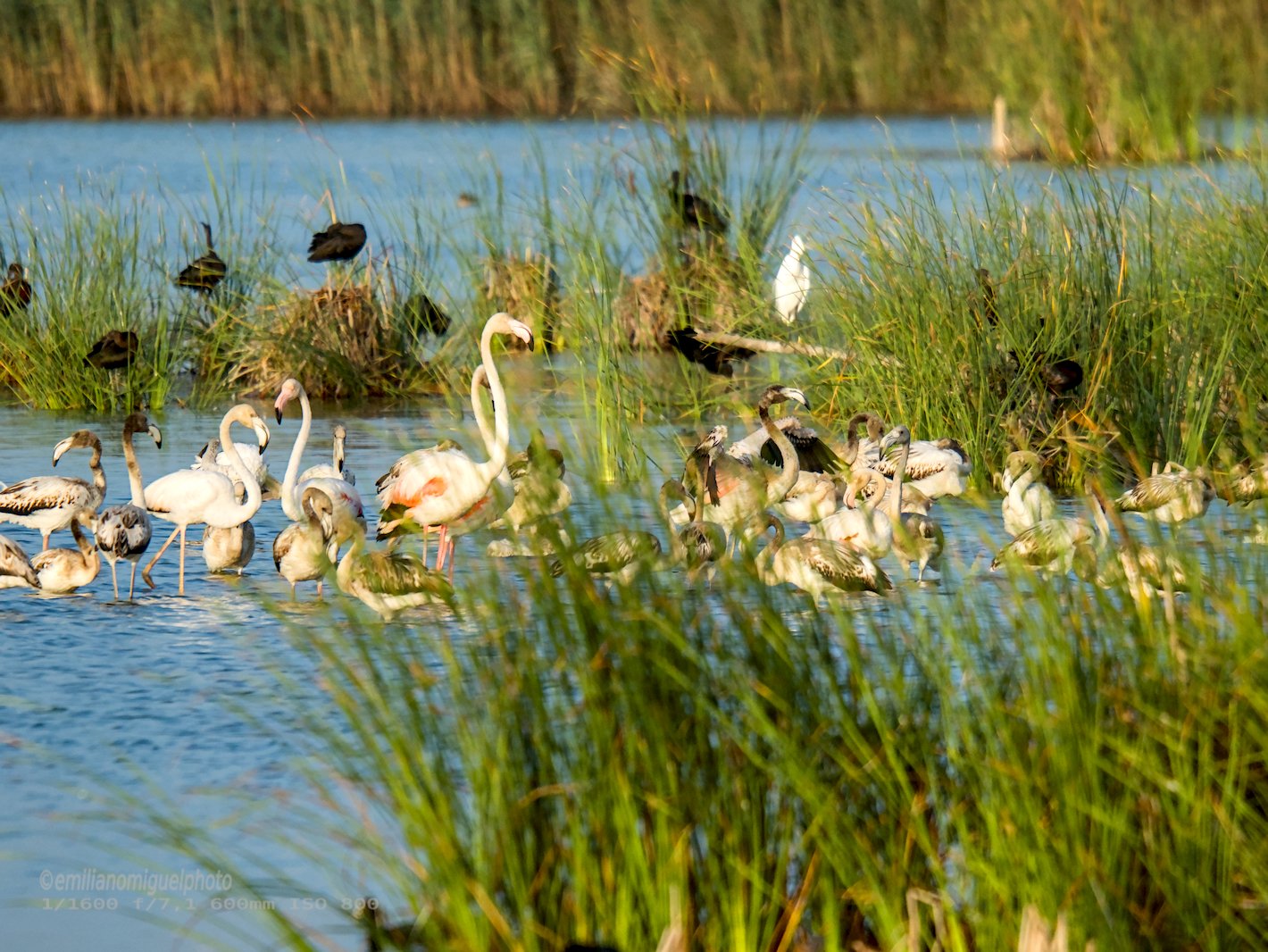 Flamenco comun - Phoenicopterus roseus - Flamenc comu