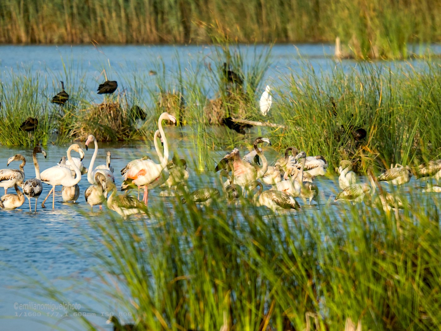 Flamenco comun - Phoenicopterus roseus - Flamenc comu
