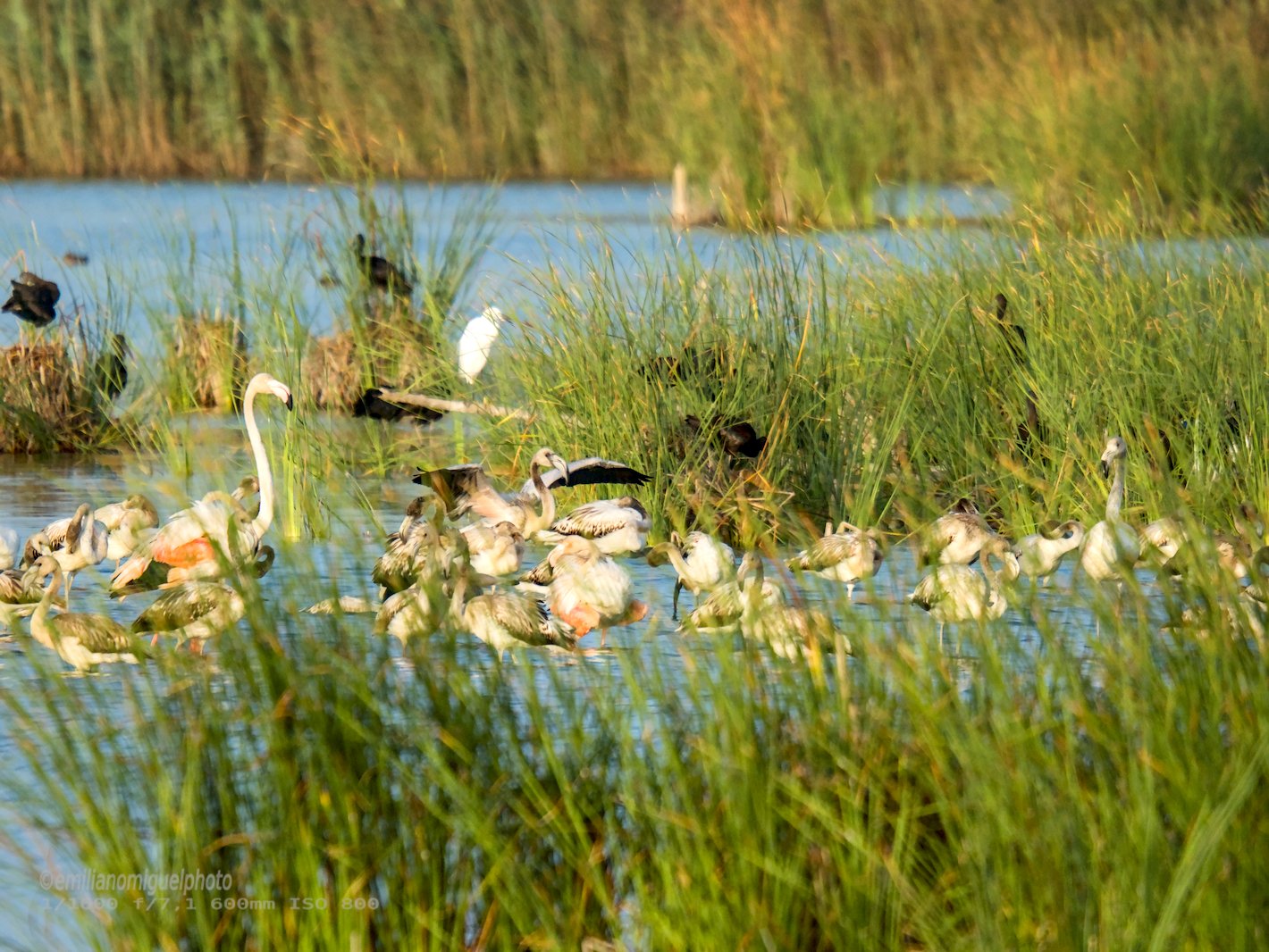 Flamenco comun - Phoenicopterus roseus - Flamenc comu