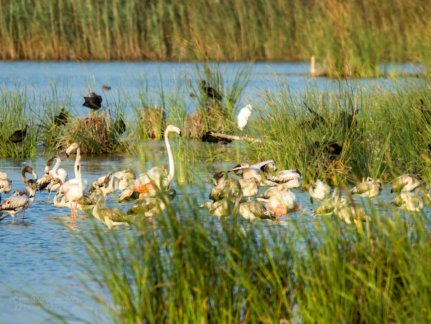 Flamenco comun - Phoenicopterus roseus - Flamenc comu