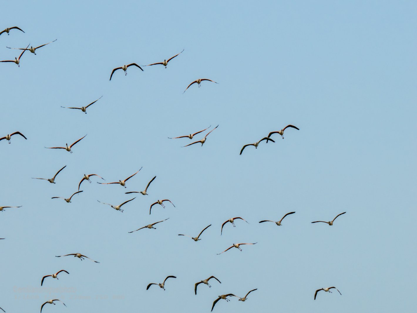 Flamenco comun - Phoenicopterus roseus - Flamenc comu