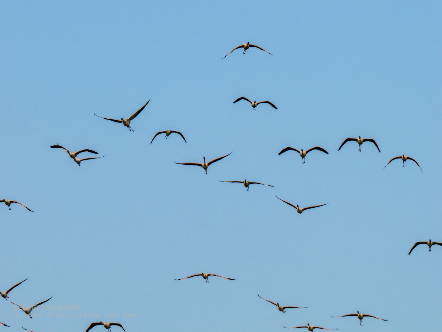 Flamenco comun - Phoenicopterus roseus - Flamenc comu