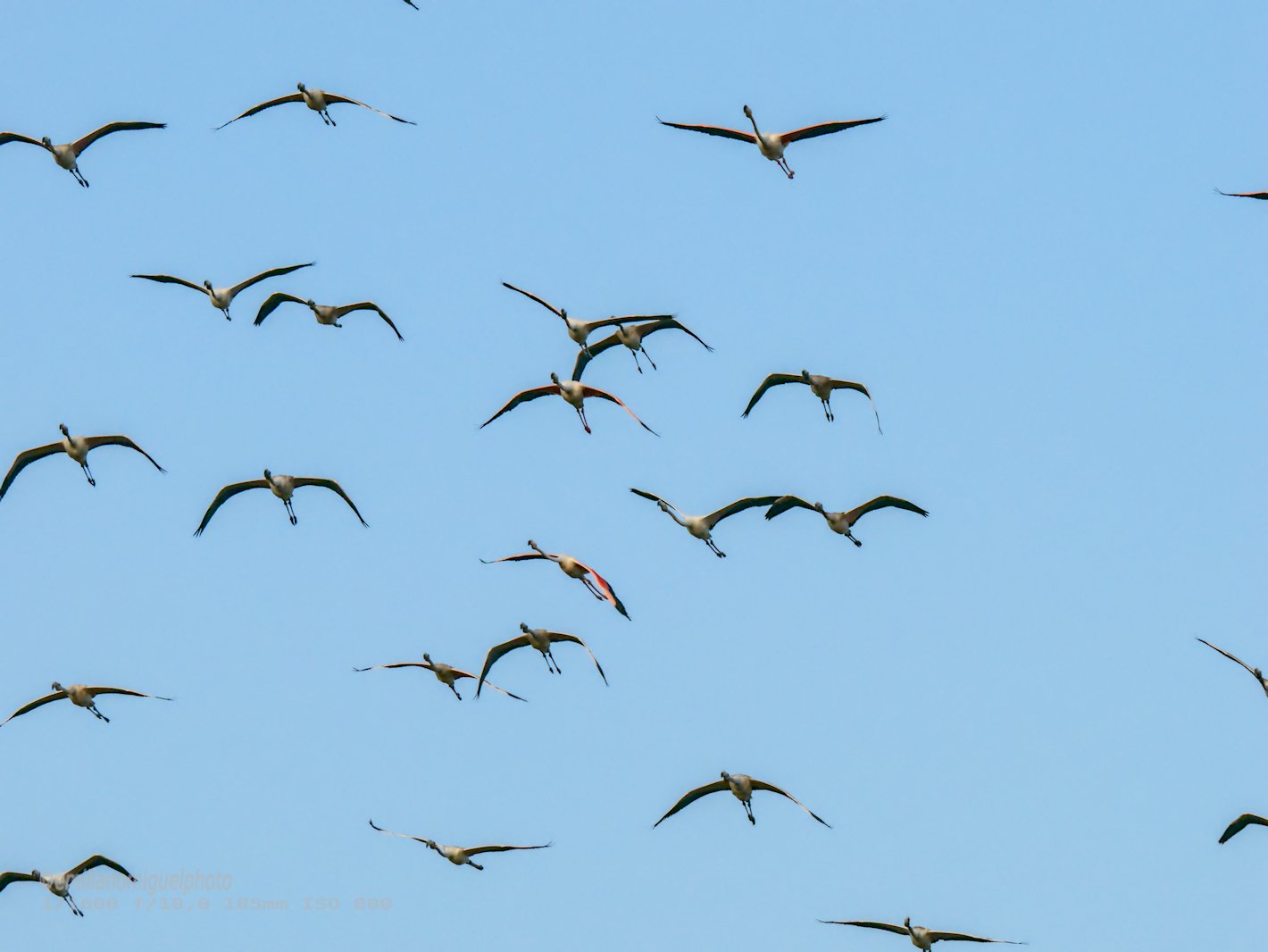 Flamenco comun - Phoenicopterus roseus - Flamenc comu