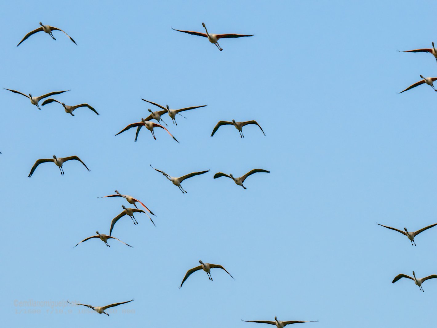 Flamenco comun - Phoenicopterus roseus - Flamenc comu
