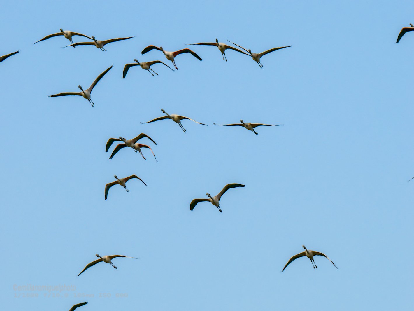 Flamenco comun - Phoenicopterus roseus - Flamenc comu