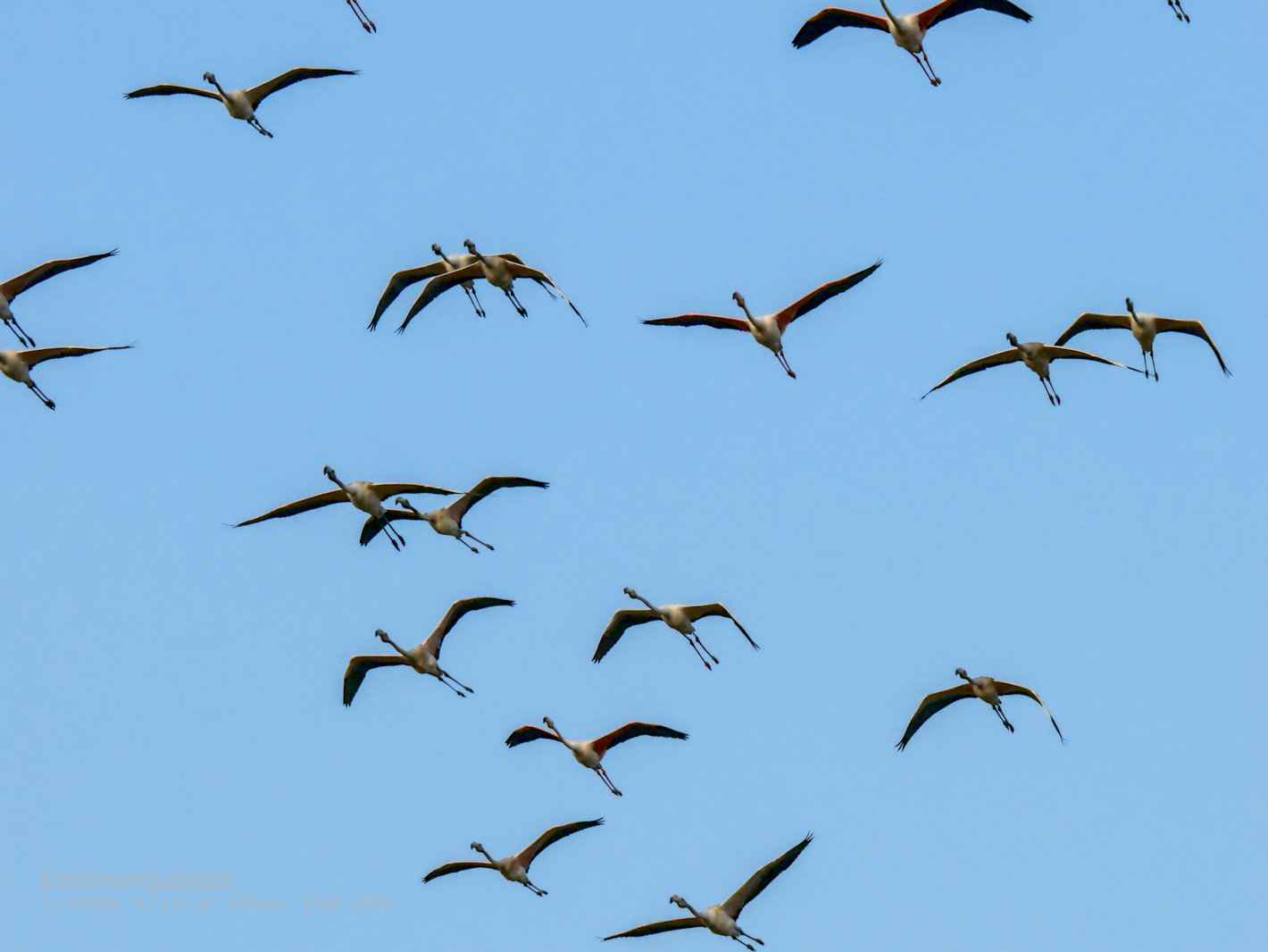 Flamenco comun - Phoenicopterus roseus - Flamenc comu