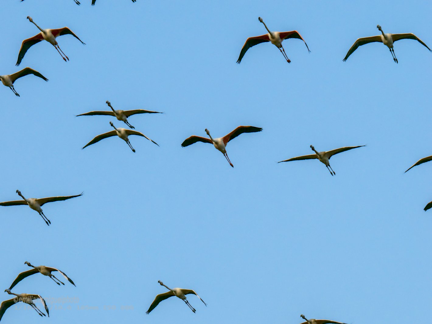 Flamenco comun - Phoenicopterus roseus - Flamenc comu