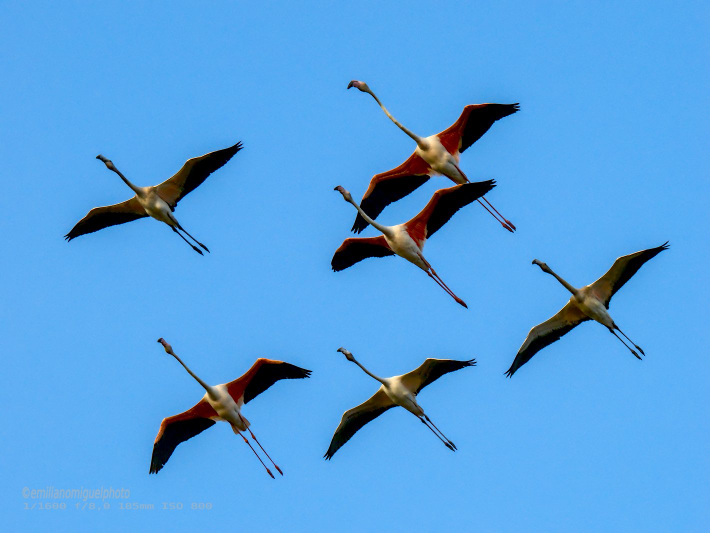 Flamenco comun - Phoenicopterus roseus - Flamenc comu