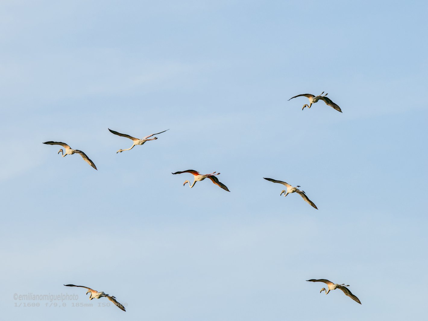 Flamenco comun - Phoenicopterus roseus - Flamenc comu