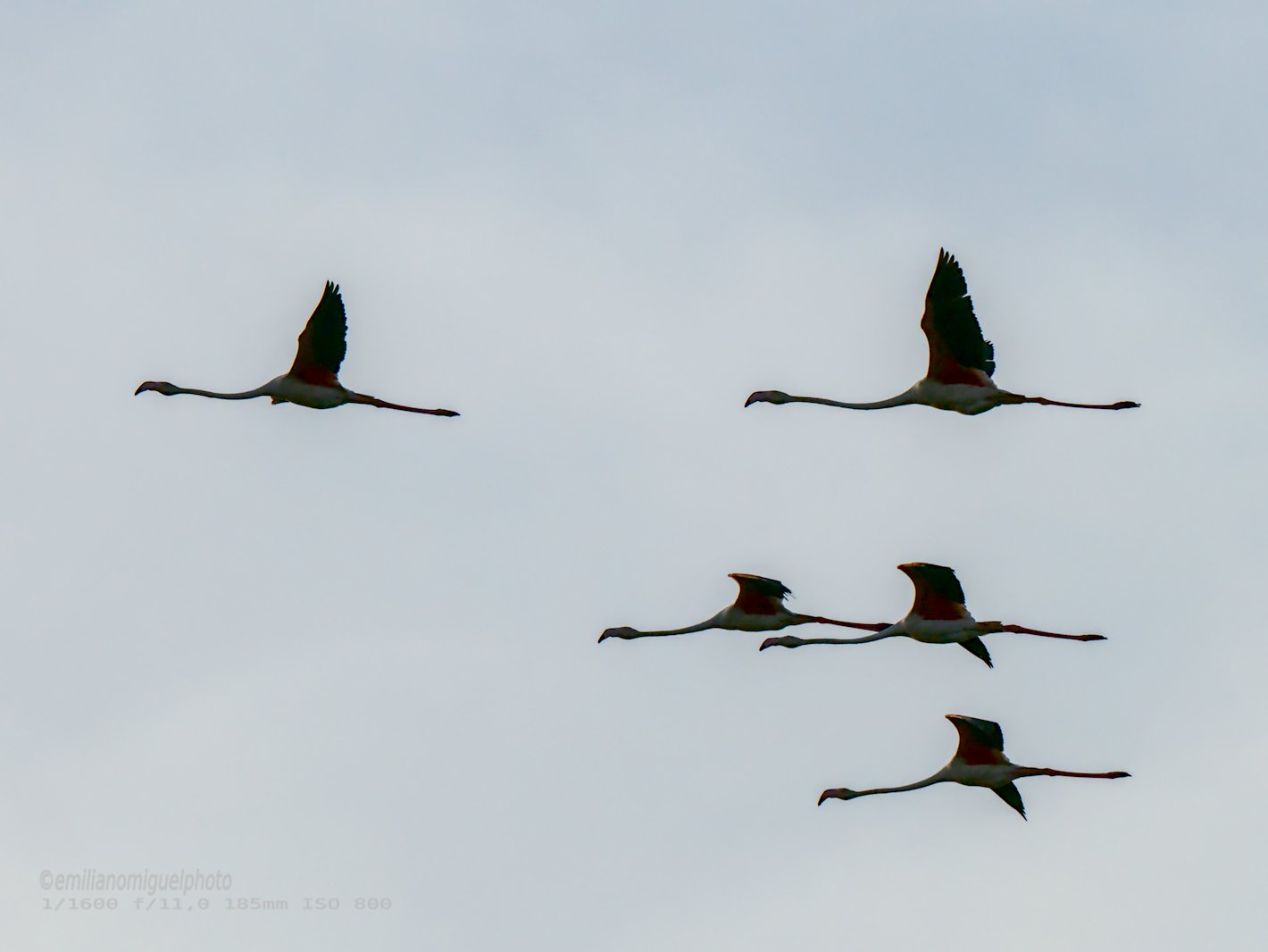 Flamenco comun - Phoenicopterus roseus - Flamenc comu