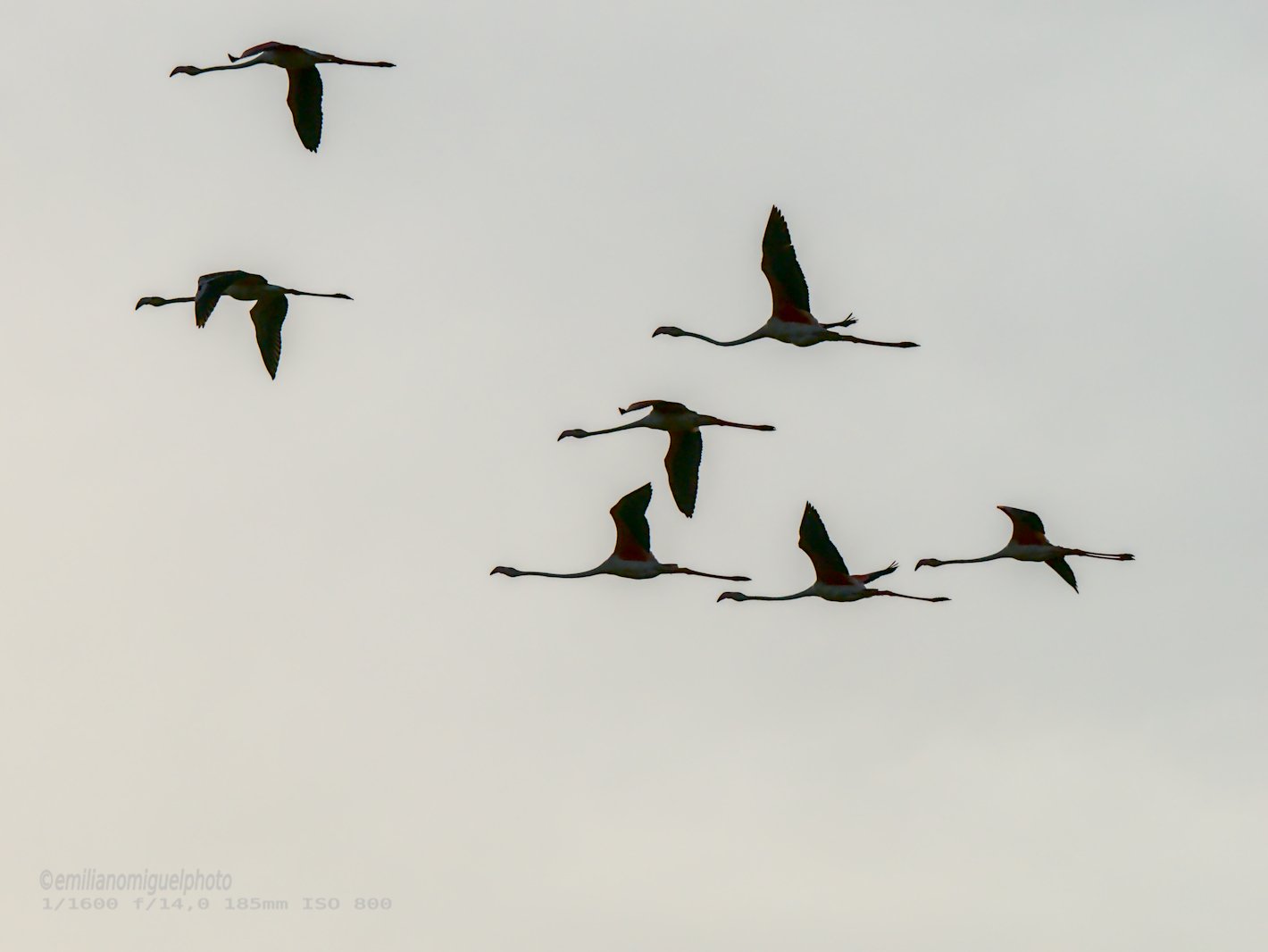 Flamenco comun - Phoenicopterus roseus - Flamenc comu