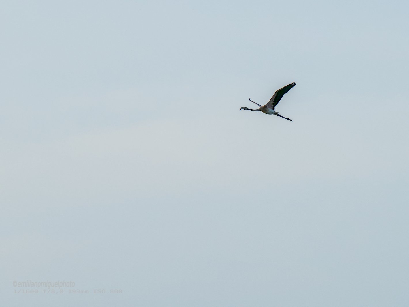 Flamenco comun - Phoenicopterus roseus - Flamenc comu