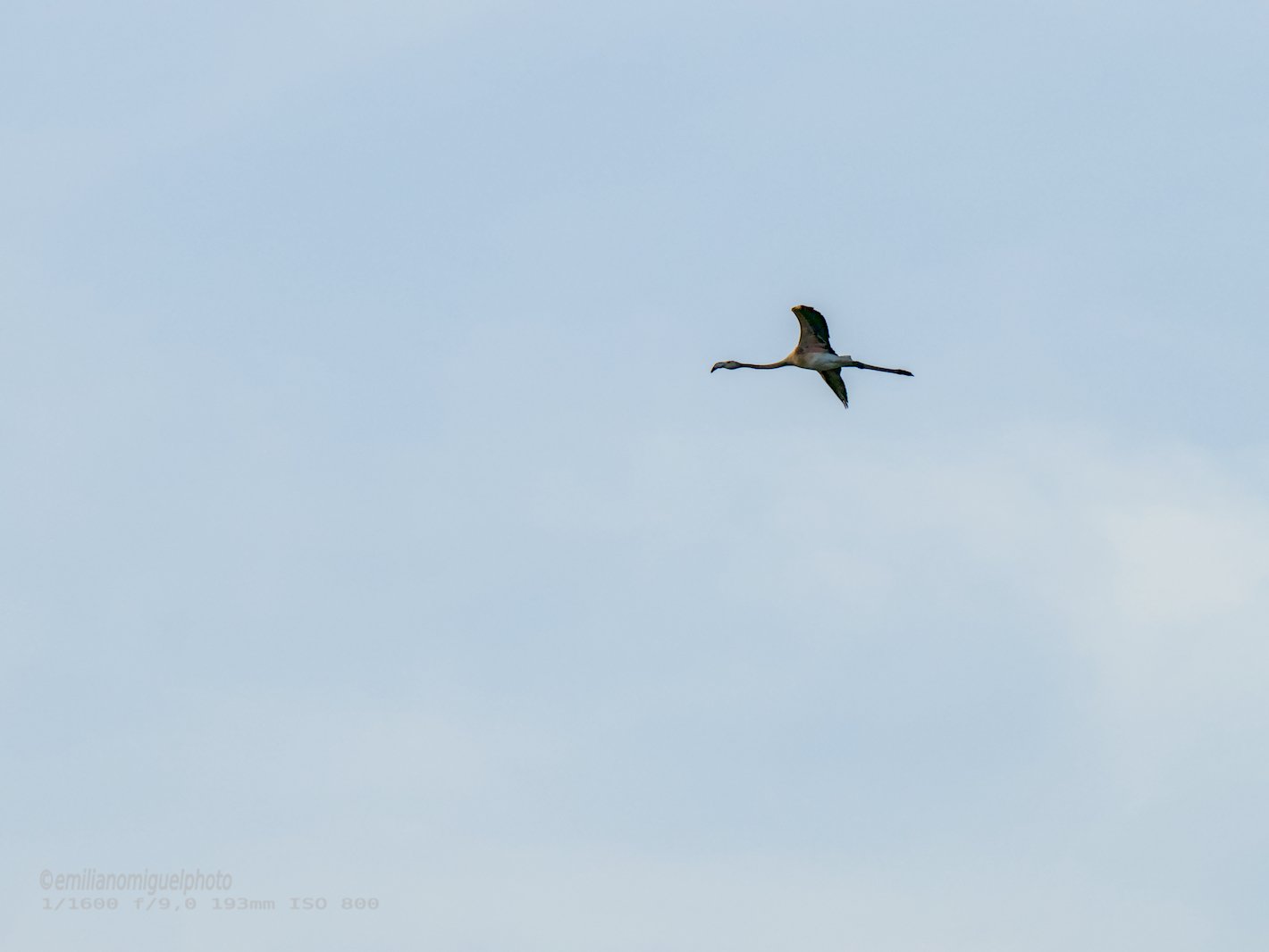 Flamenco comun - Phoenicopterus roseus - Flamenc comu