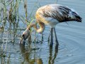 Flamenco comun - Phoenicopterus roseus - Flamenc comu