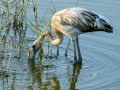 Flamenco comun - Phoenicopterus roseus - Flamenc comu