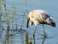 Flamenco comun - Phoenicopterus roseus - Flamenc comu