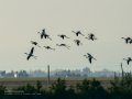 Flamenco comun - Phoenicopterus roseus - Flamenc comu