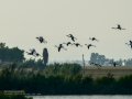 Flamenco comun - Phoenicopterus roseus - Flamenc comu