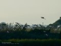 Flamenco comun - Phoenicopterus roseus - Flamenc comu