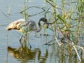 Flamenco comun - Phoenicopterus roseus - Flamenc comu