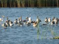 Flamenco comun - Phoenicopterus roseus - Flamenc comu