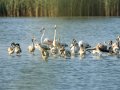 Flamenco comun - Phoenicopterus roseus - Flamenc comu