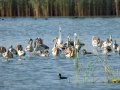 Flamenco comun - Phoenicopterus roseus - Flamenc comu