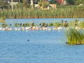 Flamenco comun - Phoenicopterus roseus - Flamenc comu