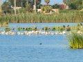 Flamenco comun - Phoenicopterus roseus - Flamenc comu