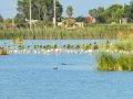 Flamenco comun - Phoenicopterus roseus - Flamenc comu