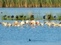 Flamenco comun - Phoenicopterus roseus - Flamenc comu
