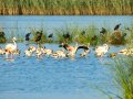 Flamenco comun - Phoenicopterus roseus - Flamenc comu