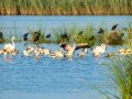 Flamenco comun - Phoenicopterus roseus - Flamenc comu