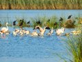 Flamenco comun - Phoenicopterus roseus - Flamenc comu