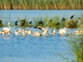 Flamenco comun - Phoenicopterus roseus - Flamenc comu