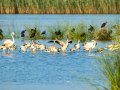 Flamenco comun - Phoenicopterus roseus - Flamenc comu