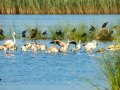 Flamenco comun - Phoenicopterus roseus - Flamenc comu