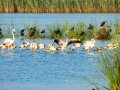 Flamenco comun - Phoenicopterus roseus - Flamenc comu