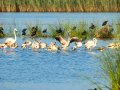 Flamenco comun - Phoenicopterus roseus - Flamenc comu
