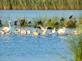 Flamenco comun - Phoenicopterus roseus - Flamenc comu