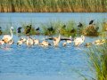 Flamenco comun - Phoenicopterus roseus - Flamenc comu