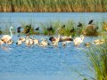 Flamenco comun - Phoenicopterus roseus - Flamenc comu