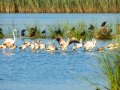 Flamenco comun - Phoenicopterus roseus - Flamenc comu