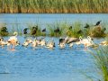 Flamenco comun - Phoenicopterus roseus - Flamenc comu