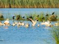 Flamenco comun - Phoenicopterus roseus - Flamenc comu
