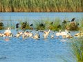 Flamenco comun - Phoenicopterus roseus - Flamenc comu