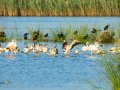 Flamenco comun - Phoenicopterus roseus - Flamenc comu