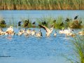 Flamenco comun - Phoenicopterus roseus - Flamenc comu
